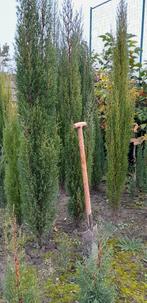 Cipressen, Tuin en Terras, Ophalen, Overige soorten