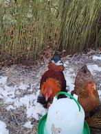 Brahma patrijs kriel haan, Dieren en Toebehoren, Pluimvee