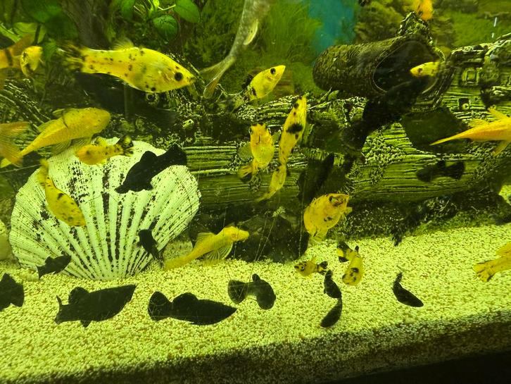 Mix Molly’s Moly Platys guppy’s, Dieren en Toebehoren, Vissen | Aquariumvissen, Zoetwatervis, Vis