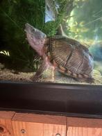 Muskusschildpad zoekt nieuwe thuis, Schildpad