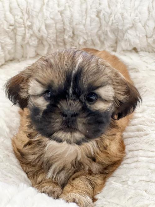 "Van Belgische bodem, met liefde grootgebracht."Lhasa apso, Dieren en Toebehoren, Honden | Chihuahua's en Gezelschapshonden, Meerdere dieren