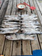 Verse forel te koop!, Watersport en Boten, Ophalen, Nieuw