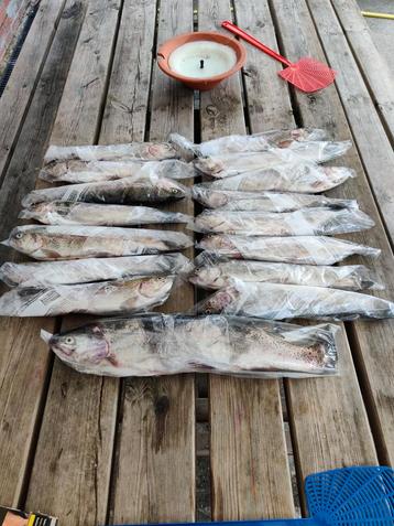 Verse forel te koop! beschikbaar voor biedingen