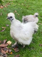 Usa zijdehoen haantje paint, Dieren en Toebehoren, Mannelijk, Kip