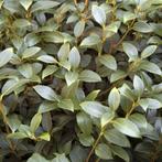 Osmanthus burkwoodii 40/60, Jardin & Terrasse, Plantes | Arbustes & Haies, Enlèvement, Autres espèces, Arbuste, Moins de 100 cm