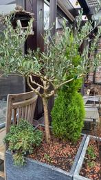 Olijfboom en kerstboompje, Tuin en Terras, Ophalen of Verzenden, Binnen