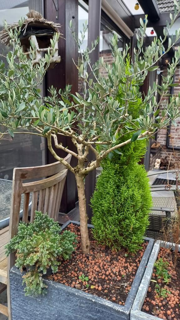 Olijfboom en kerstboompje, Tuin en Terras, Bloembakken en Plantenbakken, Binnen, Ophalen of Verzenden