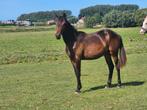 Mooie appaloosa merrie, Dieren en Toebehoren, Paarden, Merrie