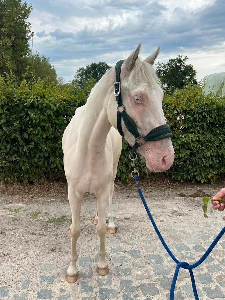 Super knappe d pony, Dieren en Toebehoren, Pony's, Ruin, Zadelmak