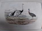 Gravure d'oiseaux 1838, Antiquités & Art, Enlèvement ou Envoi