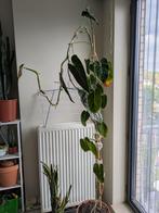 planten, Huis en Inrichting, Kamerplanten, Ophalen, In pot, 150 tot 200 cm, Volle zon