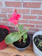 Canna Empire - 4 scheuten, Ophalen