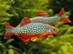 Hobbyaquarium Rasbora Galaxy aanbieding v,a 10 € 3,50 p.s, Dieren en Toebehoren, Vissen | Aquariumvissen, Vis, Zoetwatervis, Schoolvis