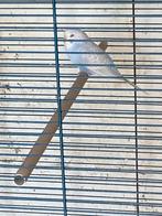 Jeunes perruches ondulées, Dieren en Toebehoren, Vogels | Parkieten en Papegaaien