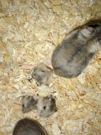 Hamsters, Dieren en Toebehoren, Knaagdieren, November, Meerdere dieren, Hamster