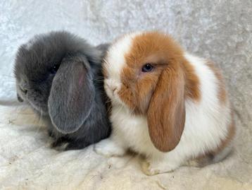 Eyecatcher mooi lief handtam koppeltje Minilop konijntjes beschikbaar voor biedingen