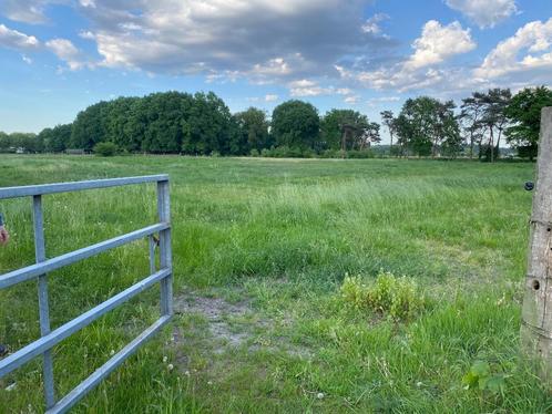 Weideplaats te Waasmunster, Dieren en Toebehoren, Stalling en Weidegang, Stalling, Weidegang