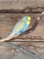 Grasparkiet pop, Dieren en Toebehoren, Vogels | Parkieten en Papegaaien