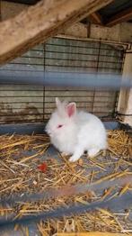 Konijntjes te koop, Dieren en Toebehoren, Konijnen