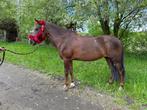 brave recreatie pony, Dieren en Toebehoren, B, 11 jaar of ouder, Merrie, D pony (1.37m tot 1.48m)