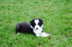 Australische herder pups geboren op boerderij, Dieren en Toebehoren, Honden | Herdershonden en Veedrijvers, België, Particulier