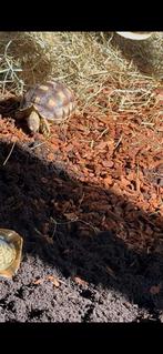 Sporenschildpad, Tortue, 0 à 2 ans
