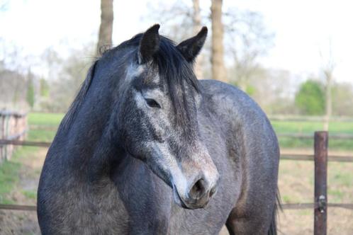 Prachtige, grote Connemara merrie, Dieren en Toebehoren, Pony's, Merrie, Niet van toepassing, E pony (1.48m - 1.57m), 0 tot 2 jaar