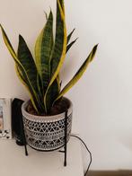 Usine de Sansevieria, Enlèvement