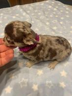 chihuahua pups choco merle mini raszuiver zeer mooie ! klein, Dieren en Toebehoren, Honden | Chihuahua's en Gezelschapshonden