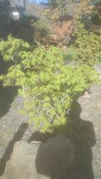 Acer palmatum Mikawa Yatsubusa, Tuin en Terras, Planten | Struiken en Hagen, Ophalen, Esdoorn