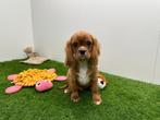 Cavalier King Charles Spaniel pups, België, 8 tot 15 weken, Parvo, Meerdere