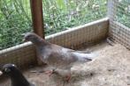 kleurpostduiven, Dieren en Toebehoren, Geslacht onbekend, Postduif