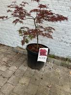 Acer palmatum, Jardin & Terrasse, Plantes | Arbres, Enlèvement ou Envoi