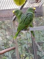 2 koppels geelvoorhoofdamazones, Meerdere dieren, Papegaai, Geringd