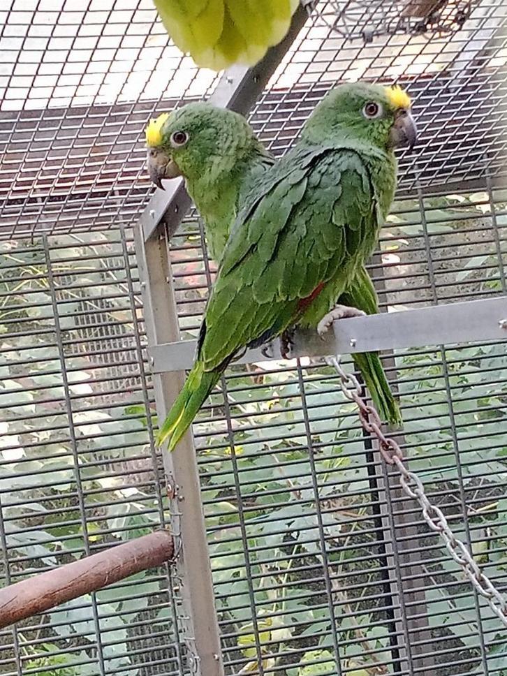 2 koppels geelvoorhoofdamazones, Dieren en Toebehoren, Vogels | Parkieten en Papegaaien, Papegaai, Meerdere dieren, Geringd