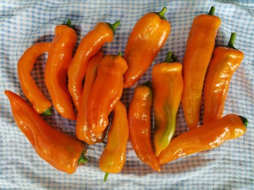 oranje paprika Corno di toro puntpaprika - 5 zaden, Tuin en Terras, Bloembollen en Zaden, Zaad, Voorjaar, Volle zon, Verzenden