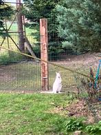 Witte kangoeroe vrouw 2025, Ophalen