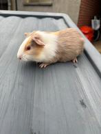 Lillac beertje, Dieren en Toebehoren, Knaagdieren, December, Mannelijk, Cavia