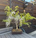 Wisteria Floribunda bonsai - Wisteria, Tuin en Terras, Overige soorten, Lente, Minder dan 100 cm, Ophalen