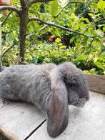 Franse hangoor konijn, Dieren en Toebehoren, Konijnen, Hangoor
