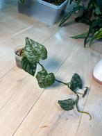 Philodendron Brandtianum Wild Form, Ophalen of Verzenden
