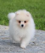 Chiot de Poméranie 100% pure race, Loulou, Chienne, Belgique, 8 à 15 semaines