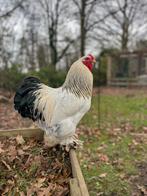 Mooie tamme haan, Dieren en Toebehoren, Mannelijk, Kip