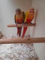 4 Jongen pyrrhuras lutinos e´ split lutinos, Dieren en Toebehoren, Geringd