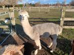 Alpaca hengst, Dieren en Toebehoren, April, Mannelijk