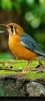 Koppel dama lijsters, Geringd