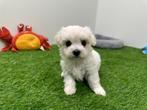 Nestjes Maltezer pups - kleine taille, België, Maltezer, CDV (hondenziekte), 8 tot 15 weken