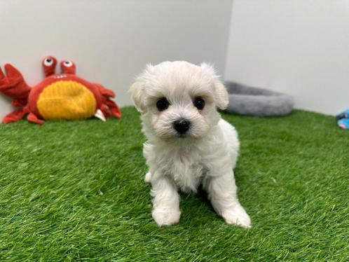 Nestjes Maltezer pups - kleine taille, Dieren en Toebehoren, Honden | Chihuahua's en Gezelschapshonden, Meerdere dieren, Maltezer