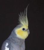 Geelwang valkparkiet M of P gezocht, Dieren en Toebehoren, Vogels | Parkieten en Papegaaien, Meerdere dieren, Parkiet, Geringd