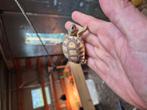 Tortue sulcata, Schildpad